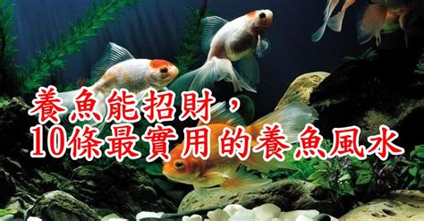 風水魚推薦|養魚能招財，10條最實用的養魚風水（你一定要知道）。